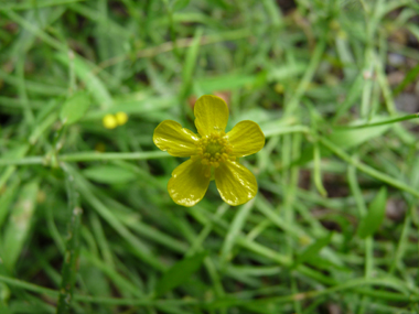 Petites fleurs jaunes de 1-2 centimètres de diamètre présentes à l'extrémité d'un long pédoncule. Agrandir dans une nouvelle fenêtre (ou onglet)